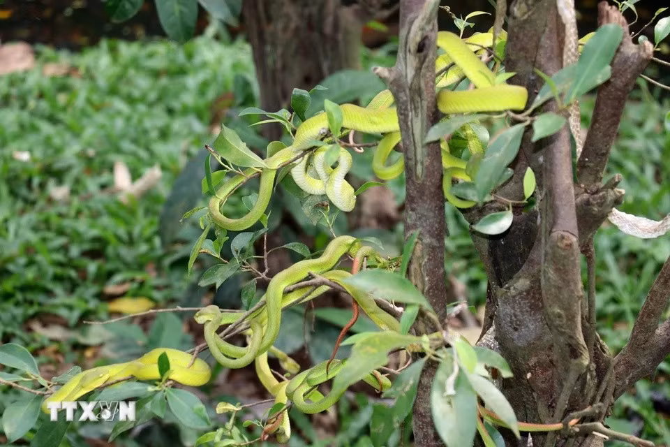 .Actuellement, la ferme abrite plus 50 espèces de serpents. Photo: VNA