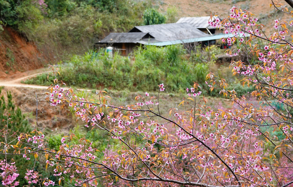 Mu Cang Chai inaugurera le soir du 3 janvier 2026, le festival du Khen (orgue à bouche) et des fleurs de cerisier sauvage 2026, avec de nombreuses activités originales. Photo: VNA