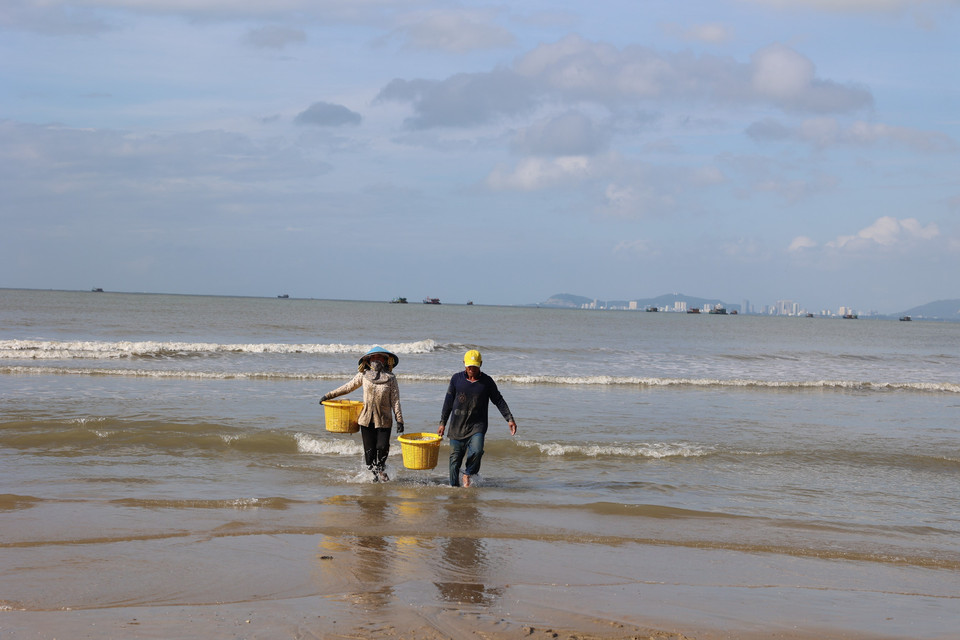 Une fois retirés des filets, les poissons sont immédiatement rincés à l’eau de mer pour en garantir la fraîcheur, puis vendus sans délai aux commerçants directement sur place. Photo: VNA
