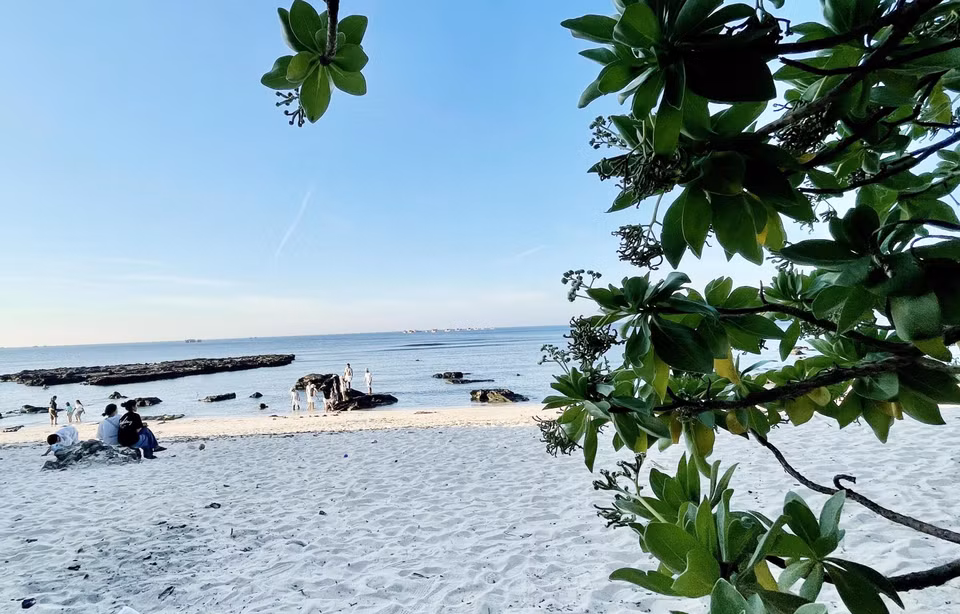 Un arbre « phong ba » pousse le long du littoral, près de la pagode Hang (ou Thiên Không Thach Tu). Photo : VNA