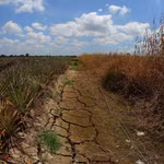 De nombreux canaux d'irrigation à Can Tho sont à sec sous l'effet des fortes chaleurs prolongées. Photo: VNA