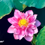 Le lotus du lac de l’Ouest dévoile sa beauté au cœur de Hanoï