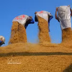 Riz prêt à la vente. Photo : VNA