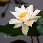 Des lotus anciens de Hué sont sélectionnés pour parfumer le thé. Photo : VNA