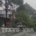 En raison du typhon, de nombreux arbres ont été cassés dans le quartier de Buon Ma Thuot, province de Dak Lak. Photo : VNA