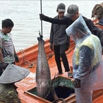 Depuis le début de l'année 2025, la province de Dak Lak a enregistré 11 620 mouvements d'entrée et de sortie de navires de pêche, pour un total de près de 11 000 tonnes de produits halieutiques débarqués. Photo : VNA