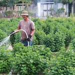 Horticulteurs à Quang Tri dans l’attente d’une récolte prometteuse pour le Têt. Photo : VNA