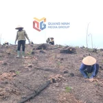 La province de Quang Ninh mobilisée pour une reforestation à grande échelle