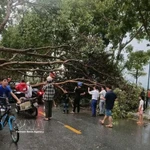 Dans l'après-midi du 29 mars 2026, plusieurs localités de la province de Lao Cai ont été frappées par une violente tempête. De nombreux arbres sont tombés et des centaines de maisons ont vu leurs toits arrachés. Photo : VNA