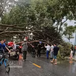 Dans l'après-midi du 29 mars 2026, plusieurs localités de la province de Lao Cai ont été frappées par une violente tempête. De nombreux arbres sont tombés et des centaines de maisons ont vu leurs toits arrachés. Photo : VNA
