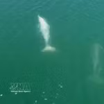Trois dauphins ont été aperçus nageant dans les eaux de la commune insulaire de Cai Chien. Photo: VNA