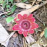 La plante rare Sapria himalayana dans le Parc national de Phong Nha – Ke Bang. Photo: VNA