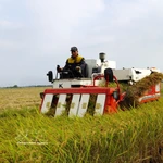 Promotion de la riziculture à faibles émissions associée à la croissance verte dans le delta du Mékong. Photo: VNA