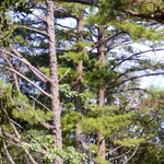 Le parc national de Bach Ma abrite de nombreux pins centenaires. Photo : VNA