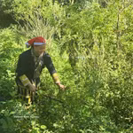 Mme Tan May Liu, membre de la coopérative communautaire Dao rouge, est allée en forêt pour cueillir des feuilles médicinales. Photo: VNA