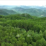 La zone des plantations de grands arbres dans la commune de Van Canh, province de Gia Lai. Photo : VNA