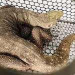 Le varan nébuleux (Varanus nebulosus) est classée dans le groupe IB, qui regroupe les animaux forestiers en danger critique d'extinction dont l'exploitation et l'utilisation à des fins commerciales sont strictement interdites par la loi. Photo: VNA