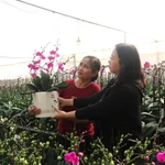 Les orchidées colorées embellissent la maison et symbolisent la bonne fortune pendant le Nouvel An. Photo : VNA