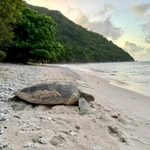 Une tortue marine. Photo d'illustration : VNA