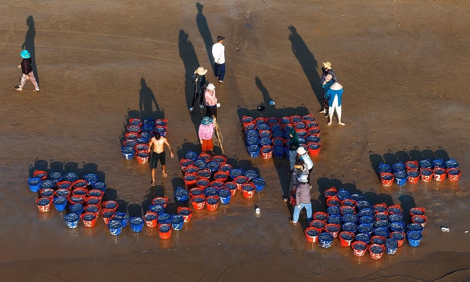 Dès que les fruits de mer sont ramenés à terre, les commerçants entament les négociations sur place pour obtenir les produits qui leur conviennent. La scène s’apparente à une mini-vente aux enchères, où chacun tente de décrocher un panier de poissons. En quelques minutes, chaque panier trouve preneur, puis le vendeur sort un autre panier pour une nouvelle vente. « Chaque enchère » ne dure que quelques minutes, et à la fin, tout le monde repart avec le sourire. Photo : VnExpress
