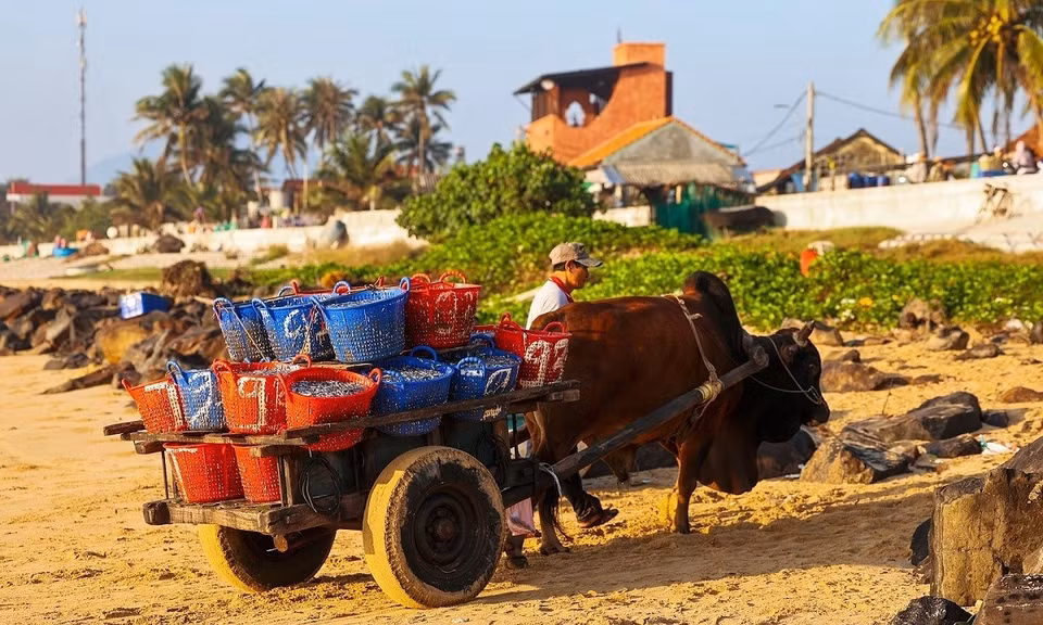 La vie des habitants du village s’est nettement améliorée. De nombreuses nouvelles maisons ont été construites. La route menant au village est parsemée de nombreux commerces très fréquentés. En fin d’après-midi, les habitants se rassemblent souvent près de la digue pour discuter et observer l’état de la mer. Les pêcheurs partent généralement en mer en fin de journée ou après 20 heures, puis reviennent tôt le lendemain matin, leurs bateaux remplis de fruits de mer si les conditions sont favorables. Photo : VnExpress