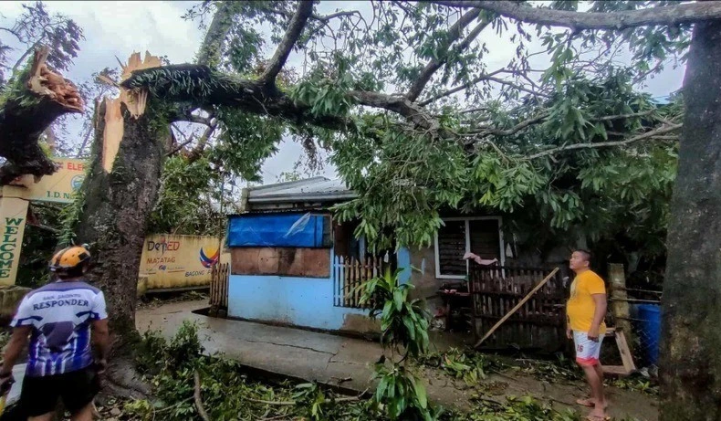 Un arbre renversé par le typhon Bualoi dans la province de Masbate, aux Philippines, le 26 septembre 2025. Photo : Xinhua/VNA