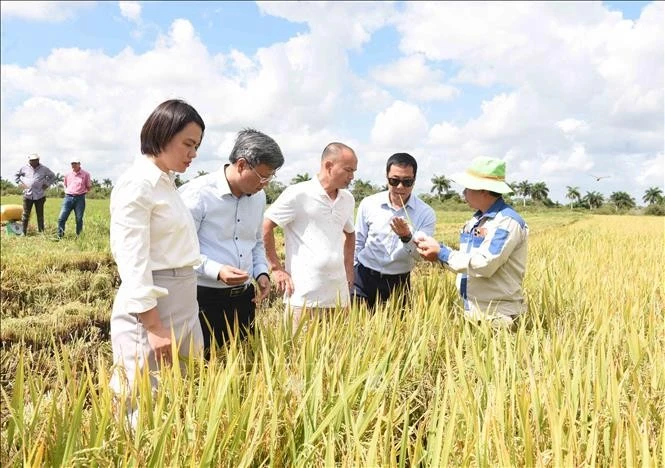 L'ambassadeur du Vietnam, Lê Quang Long (deuxième à partir de la gauche), en visite dans un champ de riz. Photo: VNA