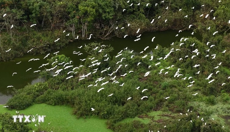 Le jardin couvre environ 18 hectares, niché au milieu du lac Tiên et entouré de montagnes calcaires formant une barrière naturelle protectrice. Photo: VNA