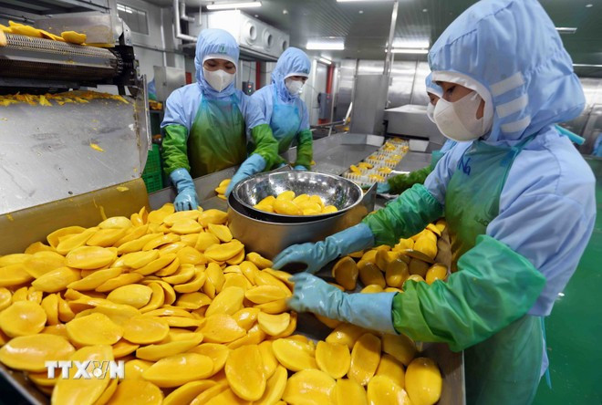 Transformation de produits agricoles destinés à l'exportation. Photo : VNA che-bien-nong-san-xuat-khau.jpg