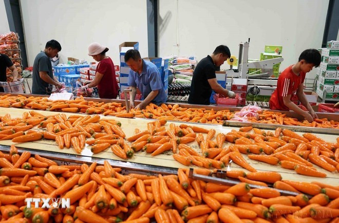 70 % de la production de carottes de la province de Hai Duong est exportée vers le marché de Singapour. Photo : VNA viet-nam-singapore-doi-tac-chien-luoc-ngay-cang-tin-cay-va-ben-vung2024-2.jpg