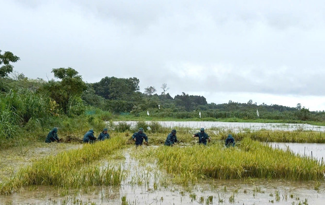 La milice de la commune de Vinh Hoang, province de Quang Tri, aide la population à récolter le riz. Photo : vna-potal-quang-tri-luc-luong-vu-trang-ho-tro-nhan-dan-ung-pho-mua-bao-so-10-8300256.jpg