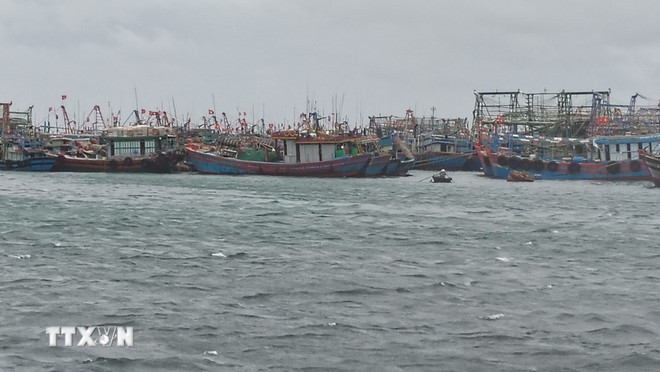 De nombreux navires ont été conduits dans l’abri portuaire en toute sécurité. Photo : VNA hinh-anh.jpg