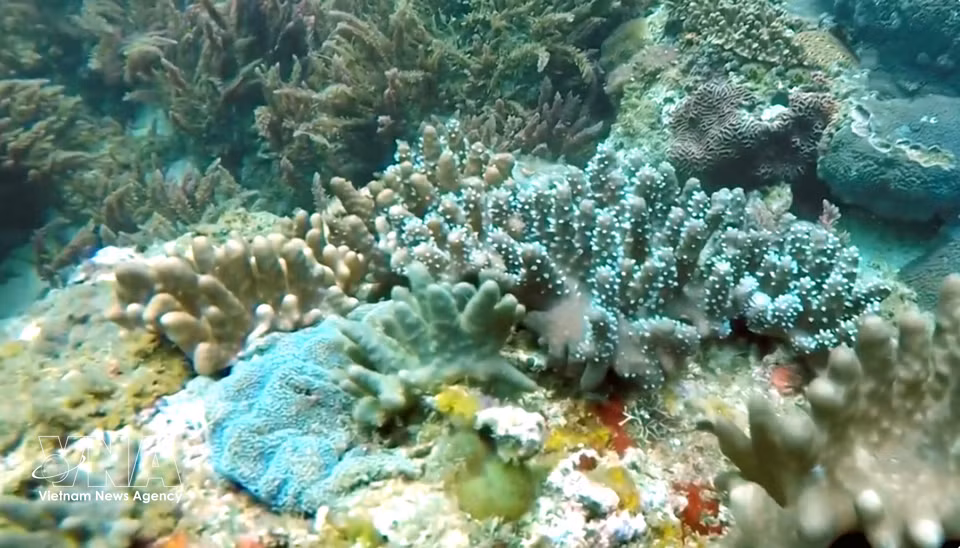S’étendant sur environ 4 300 hectares, la réserve marine de Con Co recense 954 espèces vivantes, dont plus de 260 espèces de poissons et 137 de coraux. Photo : VNA