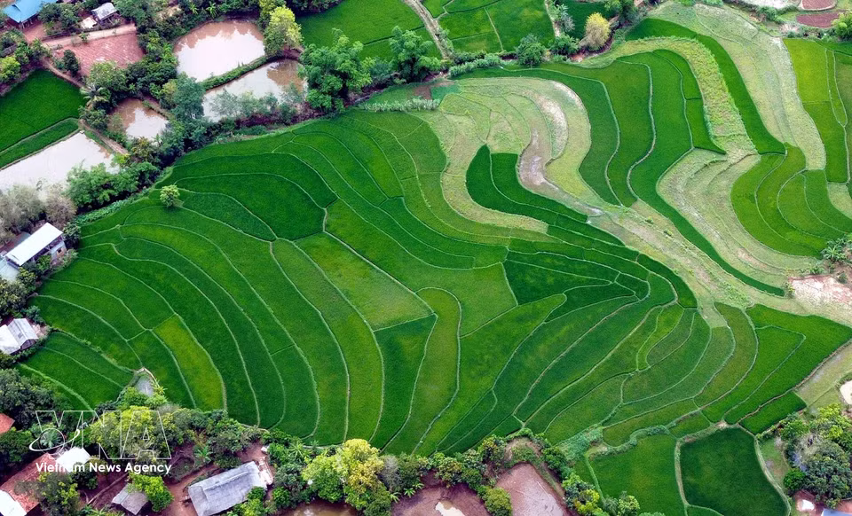 Rizières en terrasses dans le hameau de Ta Vai, commune de Chieng Hac, province de Son La. Photo : VNA