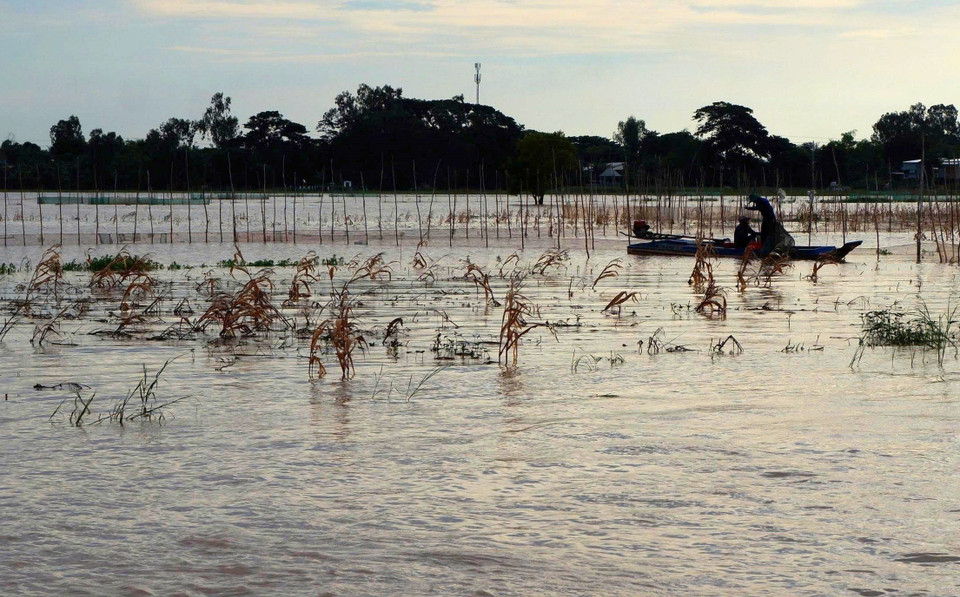 À l'aube, les habitants des zones frontalières de la province d'An Giang se rendent dans les champs inondés pour y pêcher le jeune poisson linh. Photo : VNA