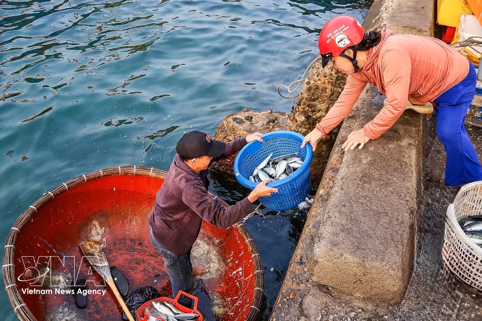 Située à 15 milles marins du continent, la zone spéciale de Ly Son est une terre avant-poste de la province de Quang Ngai, préservant l'authenticité d'un village de pêcheurs traditionnel. Photo : VNA