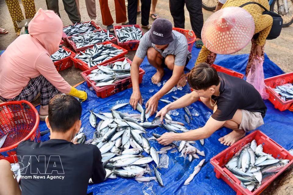 Aux premières lueurs du jour, le port de pêche de Ly Son s'anime au rythme du débarquement des prises. Photo : VNA