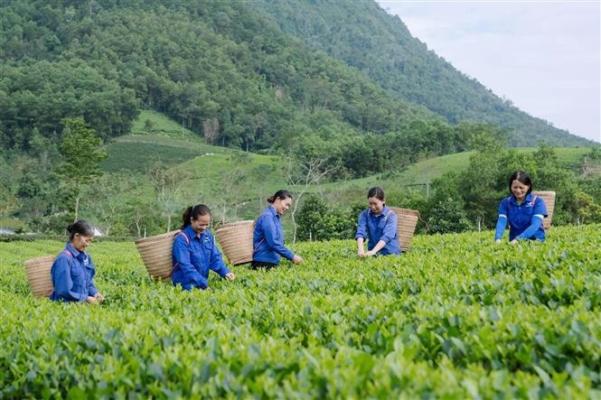 La coopérative de thé La Bang gère actuellement 37 hectares de théiers, dont 20 hectares aux normes VietGAP et 17 hectares en culture biologique. Photo : VNA