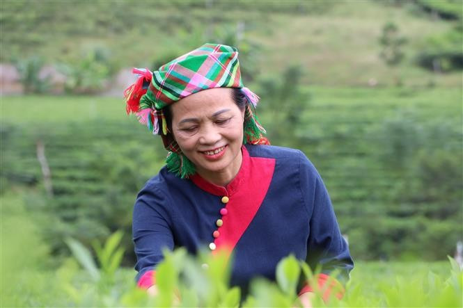 L'artisane Nguyen Thi Hai, présidente du conseil d'administration de la coopérative de thé La Bang, dans la commune de La Bang, province de Thai Nguyen, a reçu le Prix des femmes du Vietnam 2025. Photo : VNA