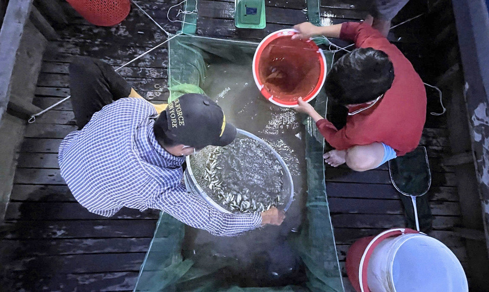 Afin de réduire les pertes et d'obtenir un meilleur prix, les jeunes poissons linh sont directement collectés par les commerçants dans les champs inondés. Photo : VNA