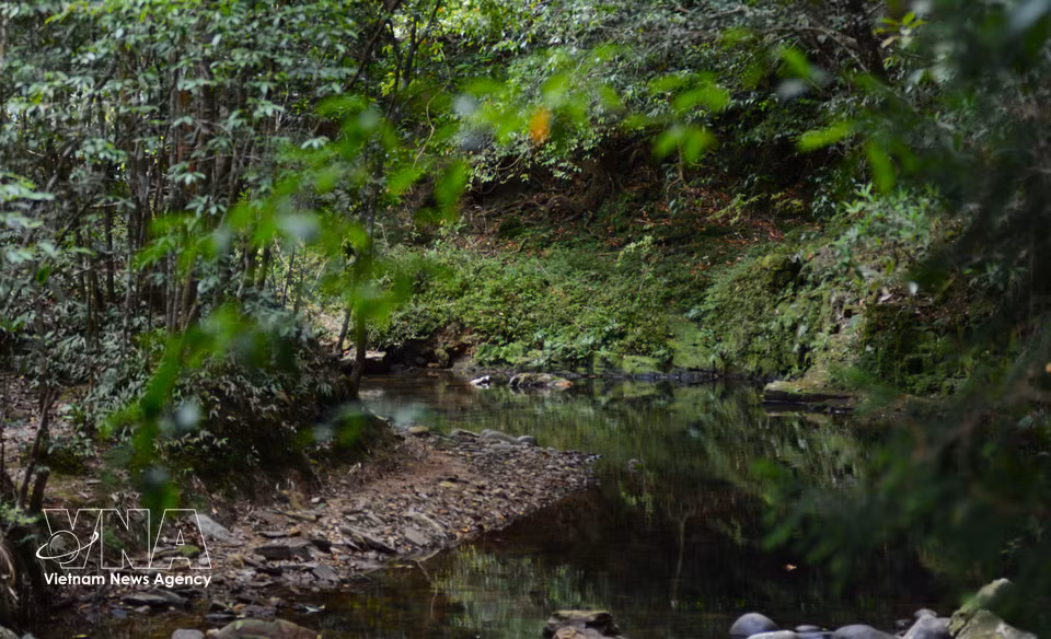 Les ruisseaux de montagne de Bach Ma conservent une fraîcheur constante et une beauté sauvage tout au long de leur parcours sous la canopée. Photo : VNA
