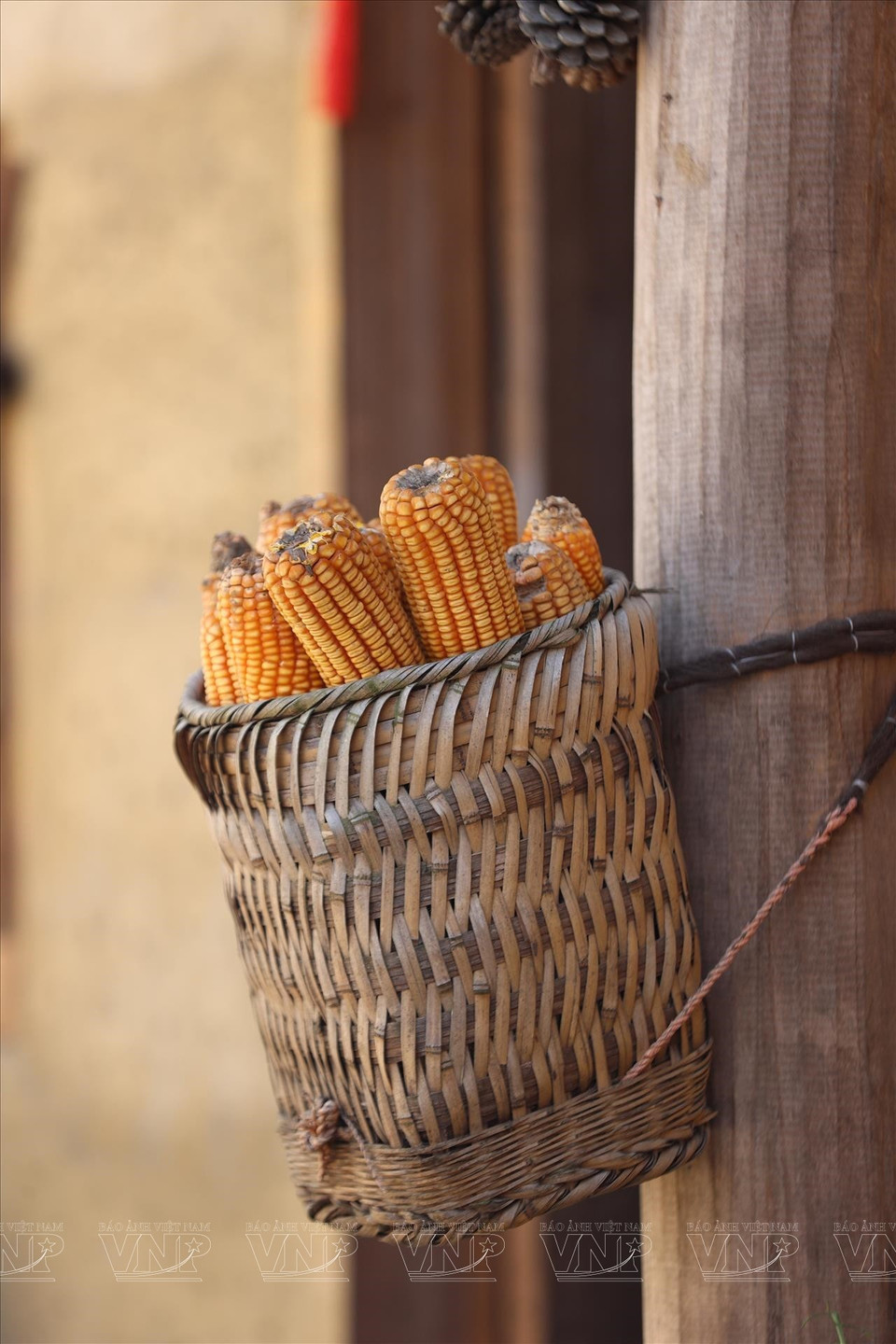 Les costumes traditionnels et les savoir-faire agricoles des Lô Lô sont fièrement exposés et partagés avec les voyageurs, qui découvrent ainsi un patrimoine vivant et authentique. Photo : Vietnam illustré