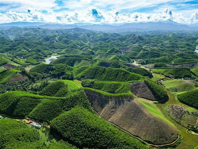 Un modèle de plantation d'acacias à Thanh Hoa contribue à la protection des écosystèmes en reboisant les terres dénudées, en prévenant l'érosion et en offrant une alternative au bois naturel. Photo : VNA
