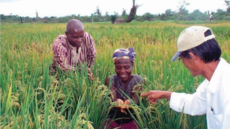 Des agriculteurs sénégalais célèbrent la réussite d'un projet de riziculture soutenu par des experts vietnamiens. Ce modèle de coopération tripartite (Vietnam - FAO - Sénégal) est depuis appliqué à plus grande échelle. Photo : VNA
