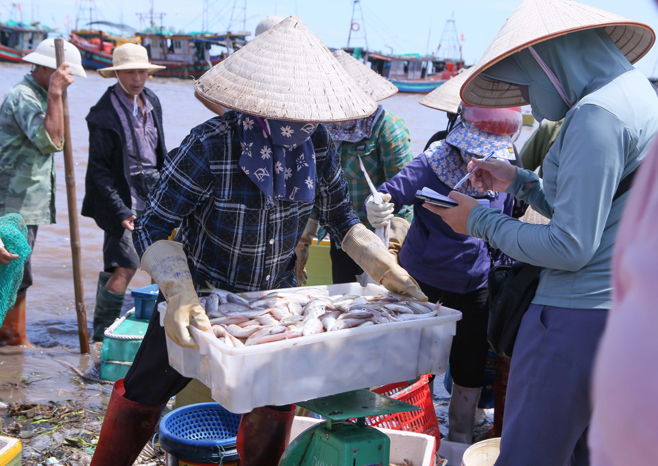 Chaque année, le marché commercialise entre 7 000 et 8 000 tonnes de produits aquatiques, offrant un emploi et un revenu stable à des centaines de travailleurs locaux. Photo : VNA