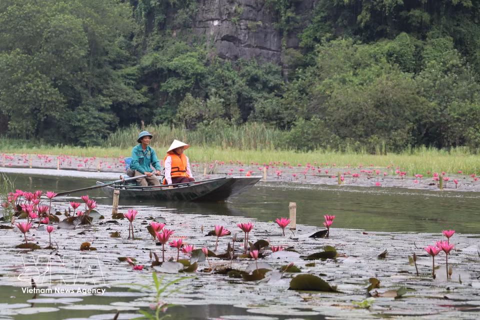 En glissant au fil de l’eau, les visiteurs admirent la floraison et immortalisent des instants de sérénité absolue au cœur de ce haut lieu patrimonial. Photo : VNA