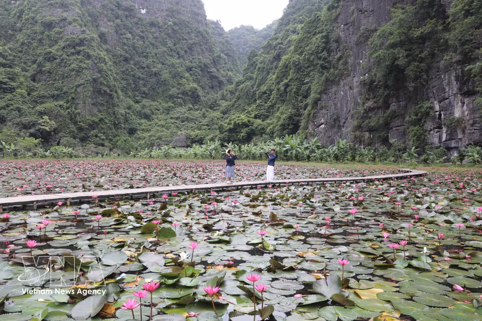 Cette saison de floraison est devenue un rendez-vous incontournable pour les jeunes visiteurs, qui viennent y immortaliser des paysages pittoresques. Photo : VNA