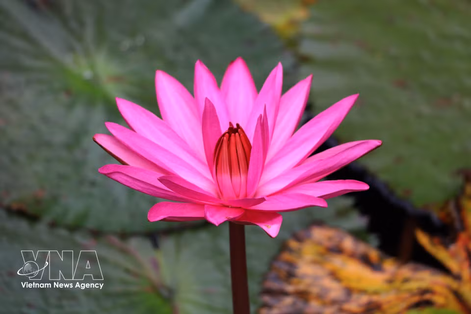 La beauté fragile et la teinte subtile des fleurs de nénuphars. Photo : VNA