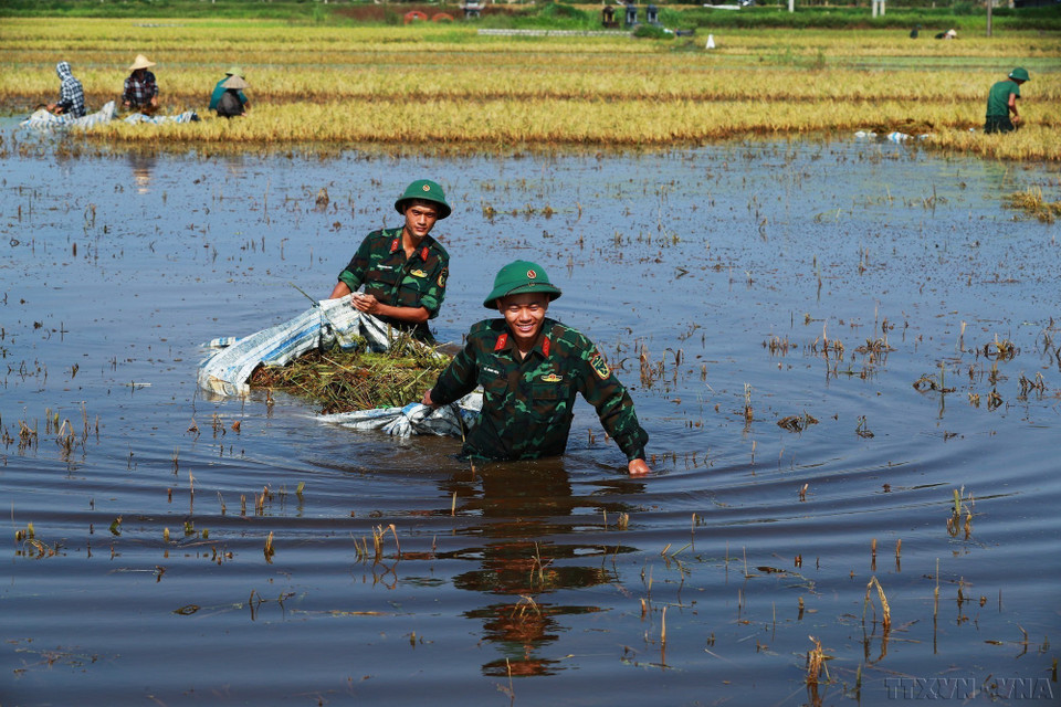 Des militaires assistent les agriculteurs pour la récolte d'urgence du riz dans des zones inondées. Photo : VNA