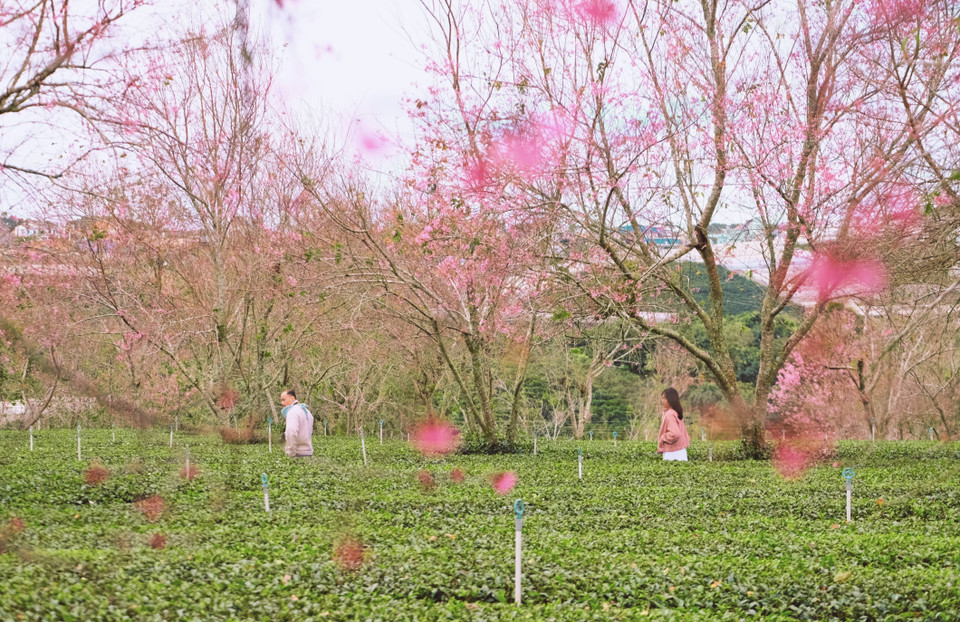Aux abords de Dà Lat, la nature s’éveille doucement : les premiers cerisiers en fleurs transforment les collines en tableaux aux teintes rosées, annonçant le retour de la belle saison. Photo : VNA